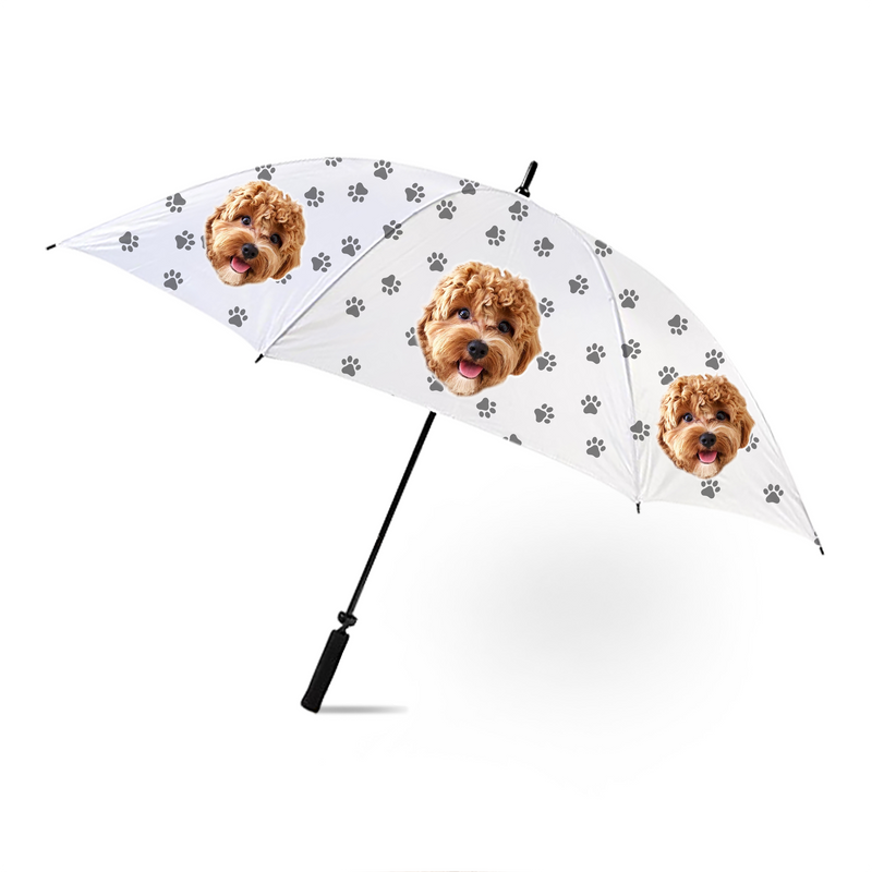 הכלב שלי על מטרייה